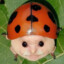 Victor Ladybug