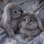 Avatar of player крастикрабс