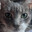 Hungry Cat