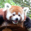 RedPanda