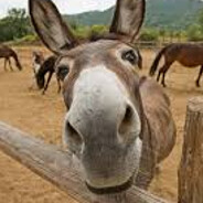 Mr.Donkey
