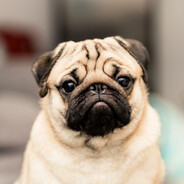 мопсике жёский