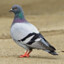 Pigeon