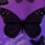 Butterfly_Ritsu