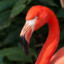 Predatory Flamingo