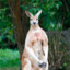 Macropus rufus