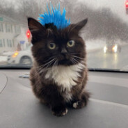 Лаврентий avatar
