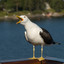 I Am Gull