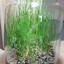 Grass Terrarium #BuffTheCaber