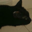marcie