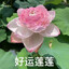 好运莲莲