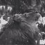[ХХХ]LiON