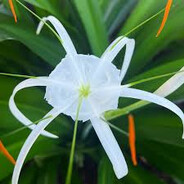 Lily