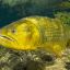 !Gold Fish