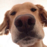 翻斗花园狙击手丁真