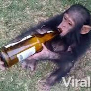Drunkie monkey avatar