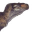 Prosopagnosic_Piatnitzkysaurus