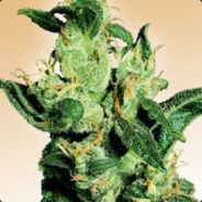 BangBrother - steam id 76561197971730094