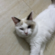 盗号仔没妈东西死全家