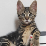 Pausiar_cs2cases.pro