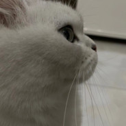 AAA切菜洗碗工（退即卡