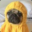 GrumpyPug