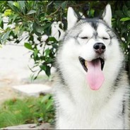 husky