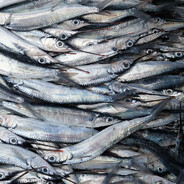 Shoal of fish