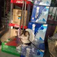 情商为零的吉良君