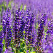 Lavandula