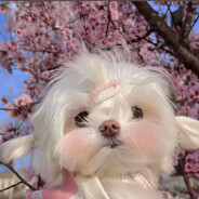 今天也想当皇帝