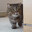 catJAM