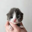 Miau miau
