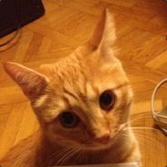 repsej - steam id 76561197961788341