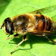 алєхандро - steam id 76561199679267520