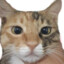 Fule