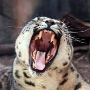 芝士雪豹喵喵叫