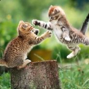 KungfuKittens - steam id 76561197971015197