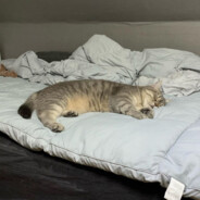 小猪不如吃点烧烤