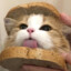 猫猫向前冲