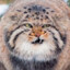 manul