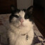 Its purrin