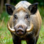 The_HOG