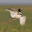 Little Bustard