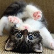 Mr.MittenKitten avatar