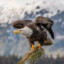 EAGLE-peek