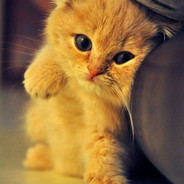 落花有意随流水