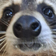 Μºˇ - steam id 76561198353870758