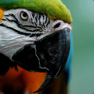 矿矿帅过吴彦祖