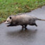 rainy opossum